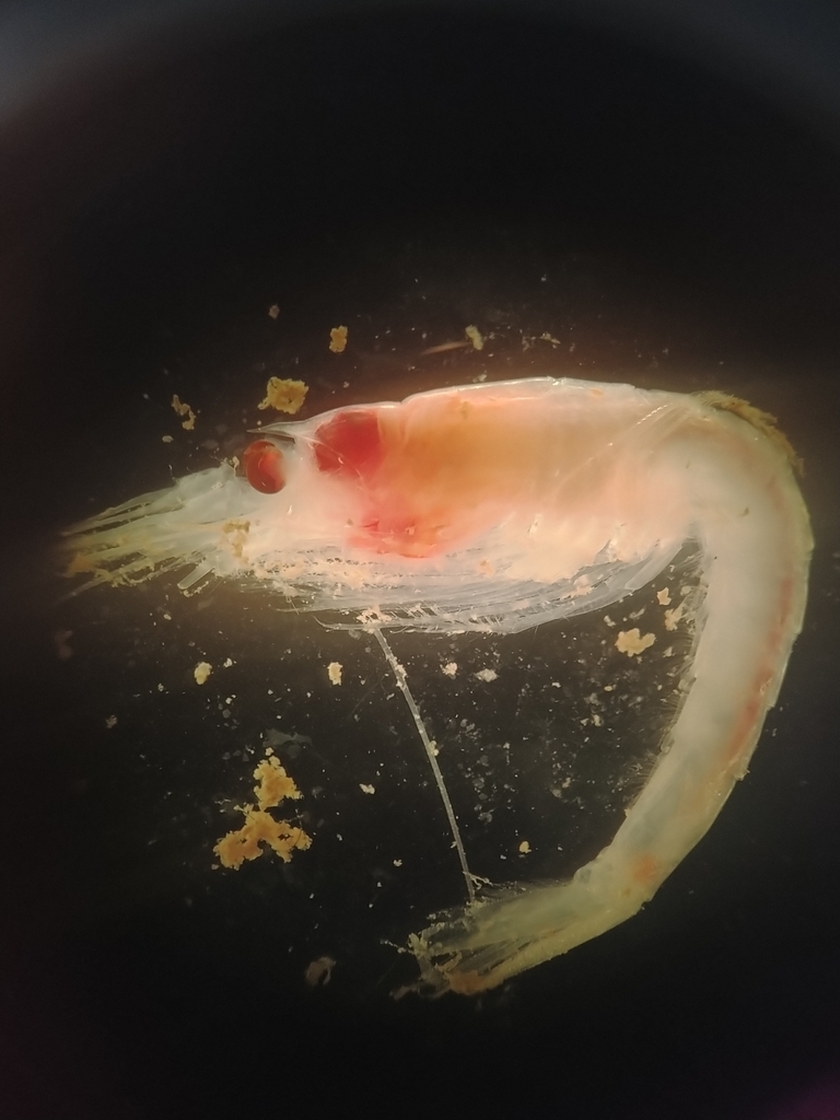 Boreomysis nobilis