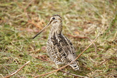 Gallinago magellanica