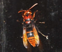 Rhynchium