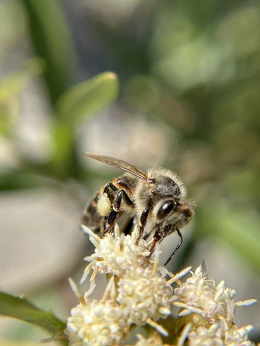 iNaturalist observation photo of Western Honey Bee