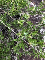 Jasminum multipartitum