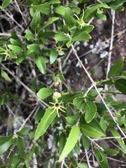 Jasminum multipartitum