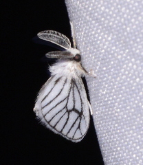 Zygaenoidea