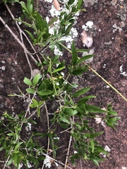 Jasminum multipartitum