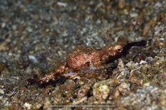 Eurypegasus draconis