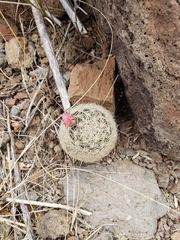 Escobaria chihuahuensis