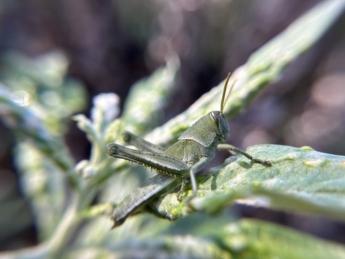 iNaturalist observation photo of Gray Bird Grasshopper
