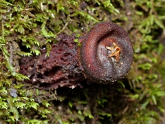 Calostoma fuscum