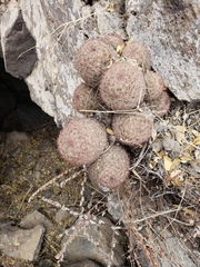 Escobaria chihuahuensis