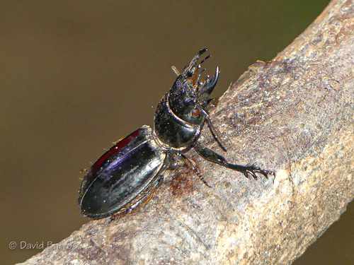 Scarite taureau
