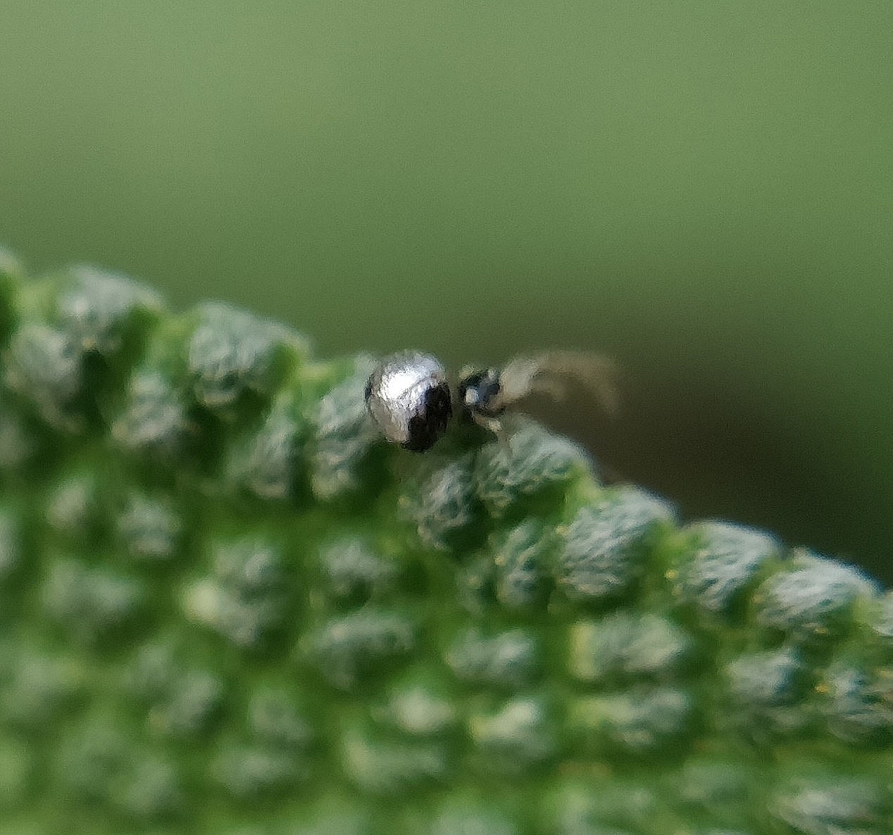 Argyrodes argyrodes