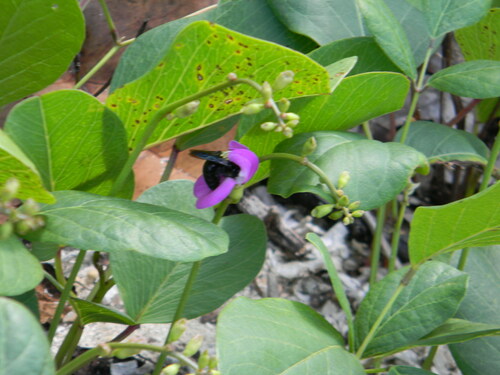 Xylocopa cubaecola