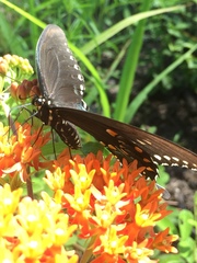 Papilio troilus image