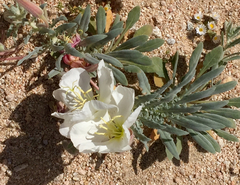 Oenothera deltoides