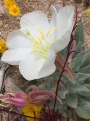 Oenothera deltoides