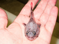 Polar Sculpin photo 2