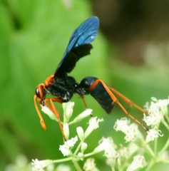 Leptodialepis bipartitus