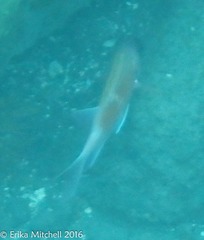 Holocentrus adscensionis