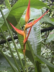 Heliconia latispatha image