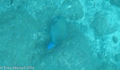 Acanthurus chirurgus