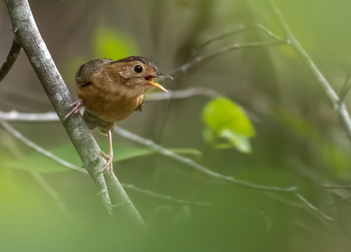 Brown-capped Babbler (Pellorneum fuscocapillus), photo 8