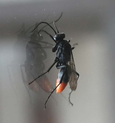 Tachypompilus analis