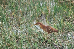 Ixobrychus cinnamomeus