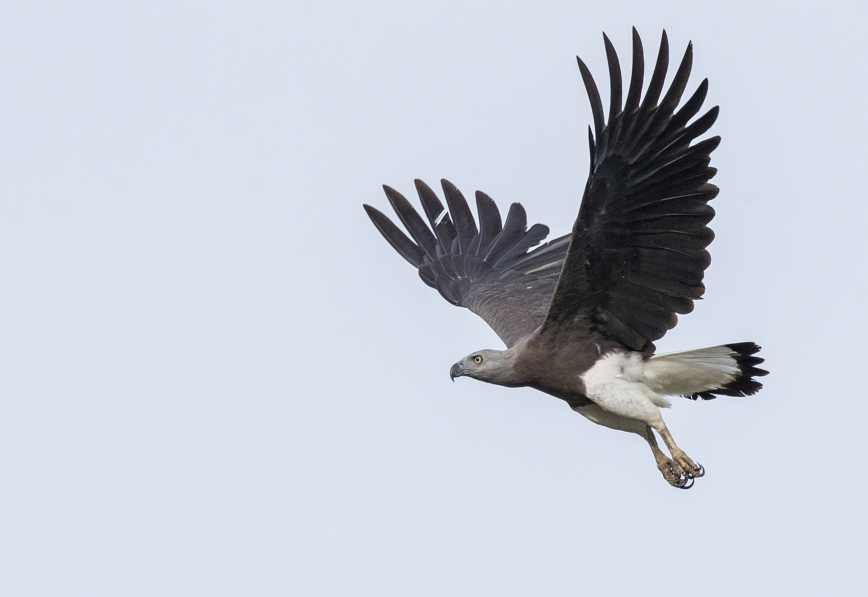 Grey-headed Fish-Eagle (Icthyophaga ichthyaetus)