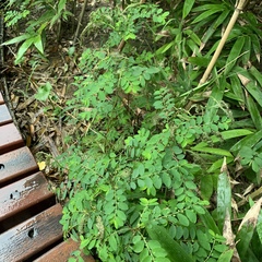 Phyllanthus tenellus