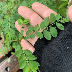 Phyllanthus tenellus
