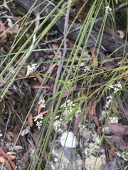 Platysace linearifolia
