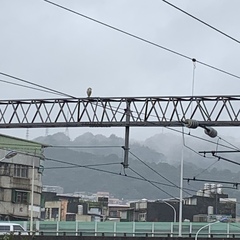Nycticorax nycticorax