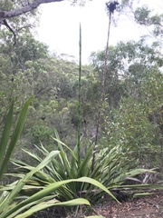 Doryanthes excelsa