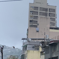 Nycticorax nycticorax