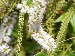 Zizina otis labradus