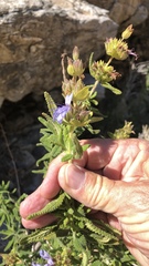 Salvia eremostachya