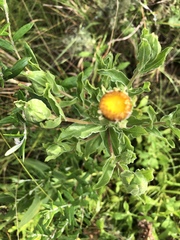 Helichrysum edwardsii