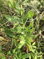 Helichrysum edwardsii