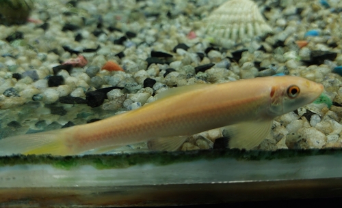 Chinese Algae Eater