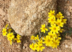 Eriophyllum ambiguum