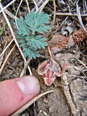 Dicentra uniflora