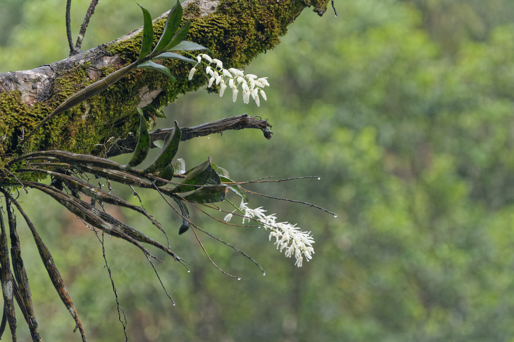 Dendrobium jonesii