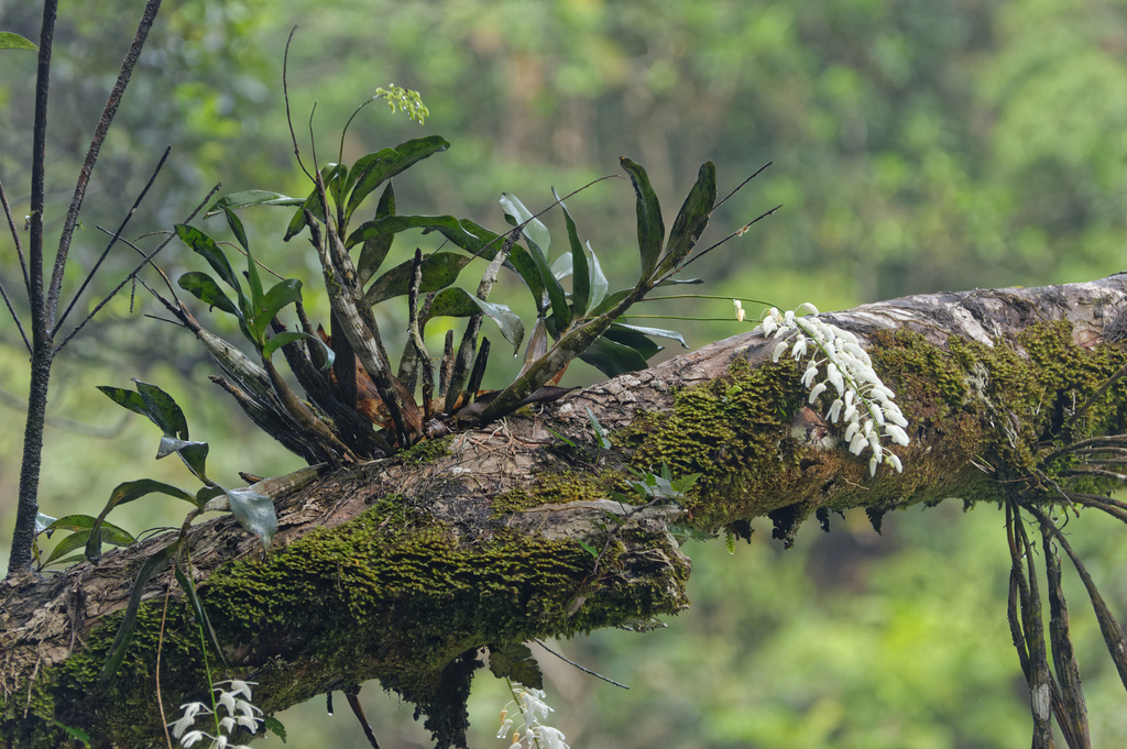 Dendrobium jonesii Rendle 4