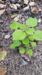 Hesperocnide tenella