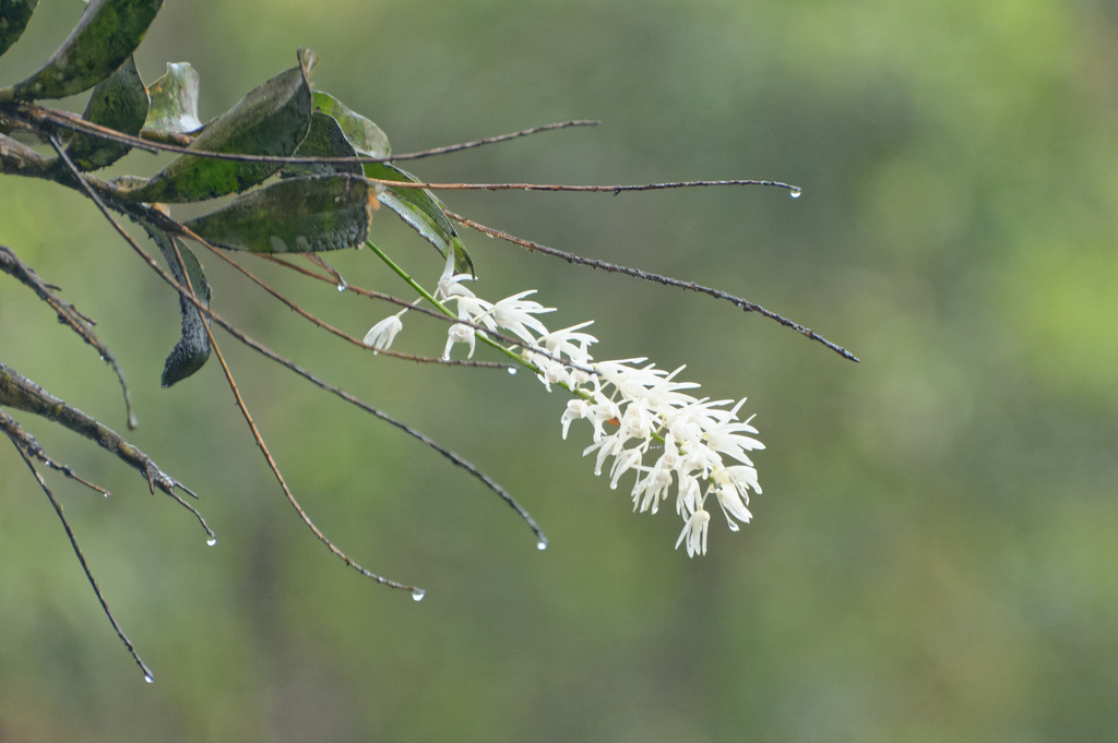 Dendrobium jonesii Rendle 3