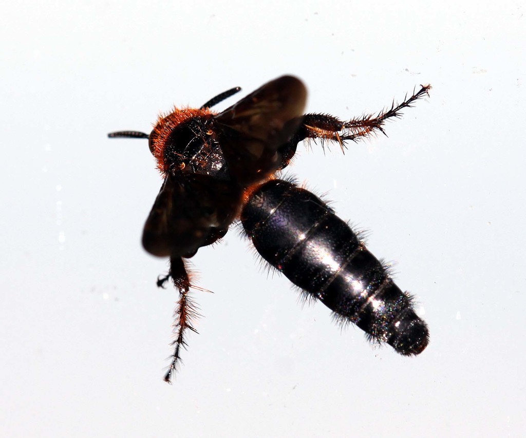 Scolia chumponi