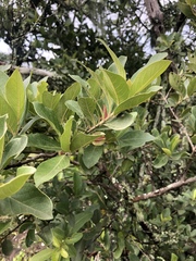 Combretum vendae glabratum