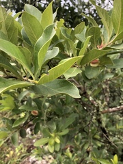 Combretum vendae glabratum