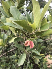 Combretum vendae glabratum