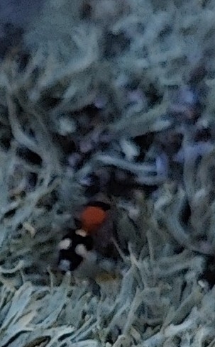 Dasylabris maura